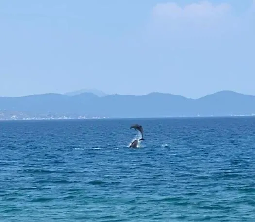 Beachfront House In Olive Grove Holiday home Arkitsa